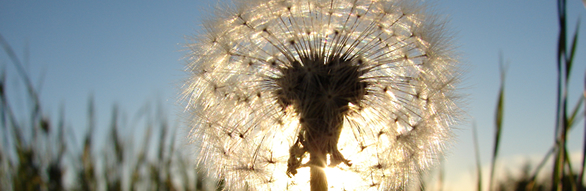 http://www.tranquil-life.com/images/what_is_light_th_r3_c3.jpg